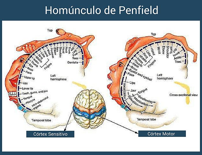 homunculo