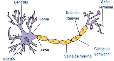 Axón