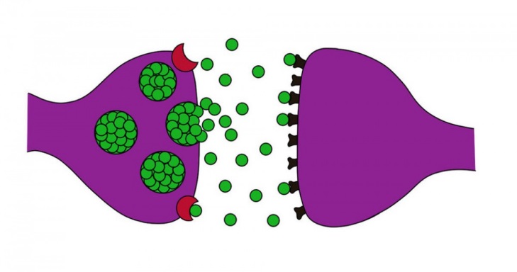 Sinapsis