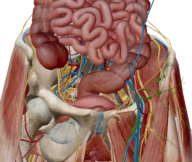 Suelo pelvico 4