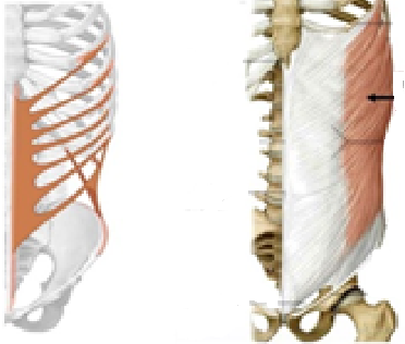 suelo pelvico 2