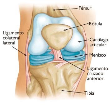 Protecciones de la rodilla